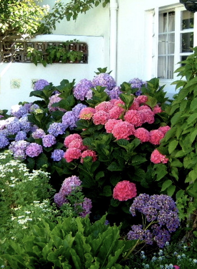 Hydrangeas in Bloom