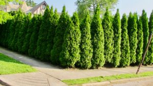 Thuja occidentalis commonly known as Emerald Green Arborvitae